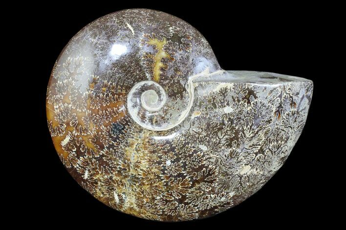 Polished Ammonite Fossil - Madagascar #173174